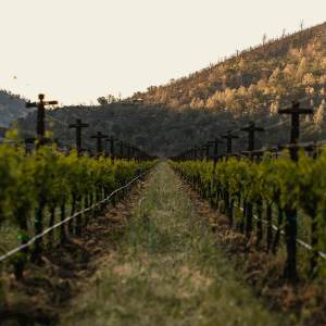 Shannon Mercantile Lake County Wineries Skylark Shores Resort