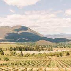 Lajour Estate Winery Lake County Wineries Skylark Shores Resort